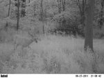 Deer pic 061.jpg