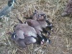 deadgeese_8Dec2012.jpg