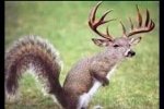 deer squirrel.jpg