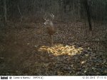9pt.JPG