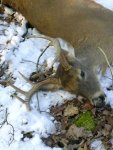 deer.jpg