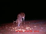 MDGC0070.JPG