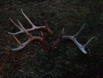 1-29-13shedsphoto.JPG