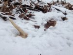 shed 02-08-13.JPG