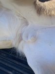 333081CE-79AC-449D-83D0-1375237454DB.jpeg