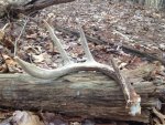 2-13-13shed2.JPG