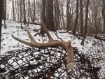 2-18-13shedphoto.JPG