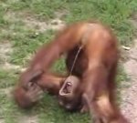 monkey-480.jpg