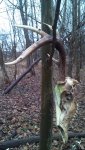 2.27.13tree.jpg