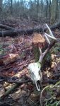 2.27.13beaver.jpg