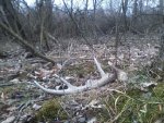 deer5.jpg