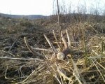 deer6.jpg