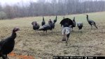 turk 2.jpg