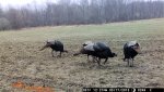 turk 3.jpg