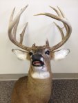 12 point buck 1.jpg