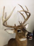 12 point buck 2.jpg