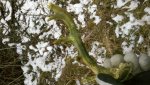 2013-03-26_13-24-20_872.jpg