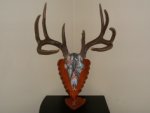 chocolate-whitetail-sheds-mounted.jpg