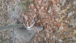 dead buck.jpg