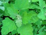 lambs-quarter-close-up.jpg
