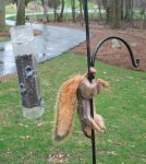 BadDaySquirrel.jpg