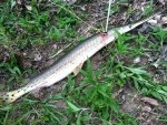 45 inch gar 5-2013.jpg