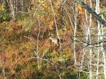rsz_12012-11-17_083139.jpg