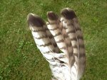 feathers.jpg