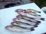 IMG_20130620_212033.jpg