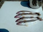 IMG_20130623_110050.jpg