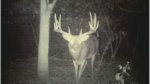 mms95pictureO.jpg
