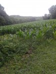 corn.jpg