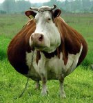 funny-cow-two.jpg