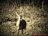 Doe 4 (1).jpg