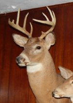 Recurve Buck 1991.jpg