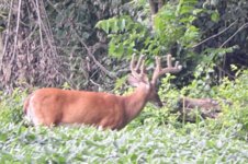 Buck3!.jpg