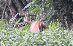 Buck5!.jpg