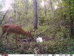 9pt Aug6(1).jpg