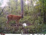9pt Aug6(3).jpg