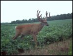 big-whitetail-buck-in-velvet.jpg