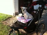 New Stroller1.jpg
