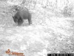 DK DEER and BEAR 2013 season1144.jpg