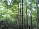 treestand2.JPG