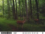 small buck.jpg