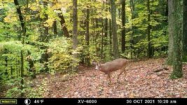 pa big woods buck.jpg