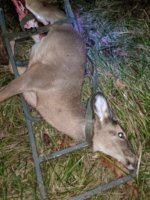 Greg's Doe #2b.jpg