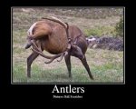 Antlers.jpg