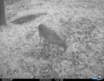 Cdy00034.jpg