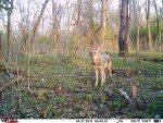 coyote.jpg