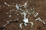 Deer_remains.jpg